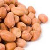 Manufacturers Exporters and Wholesale Suppliers of Groundnut Java Mahua Gujarat